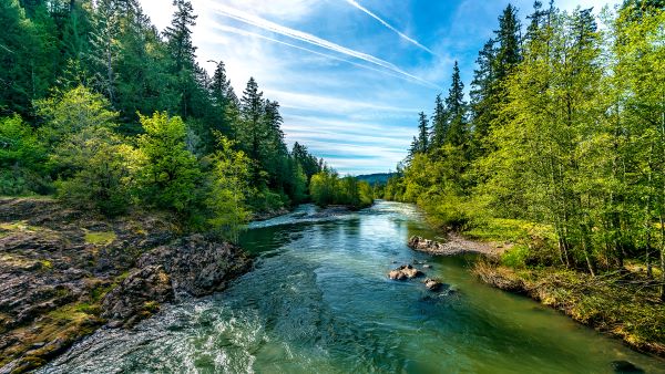Forests and Clean Water