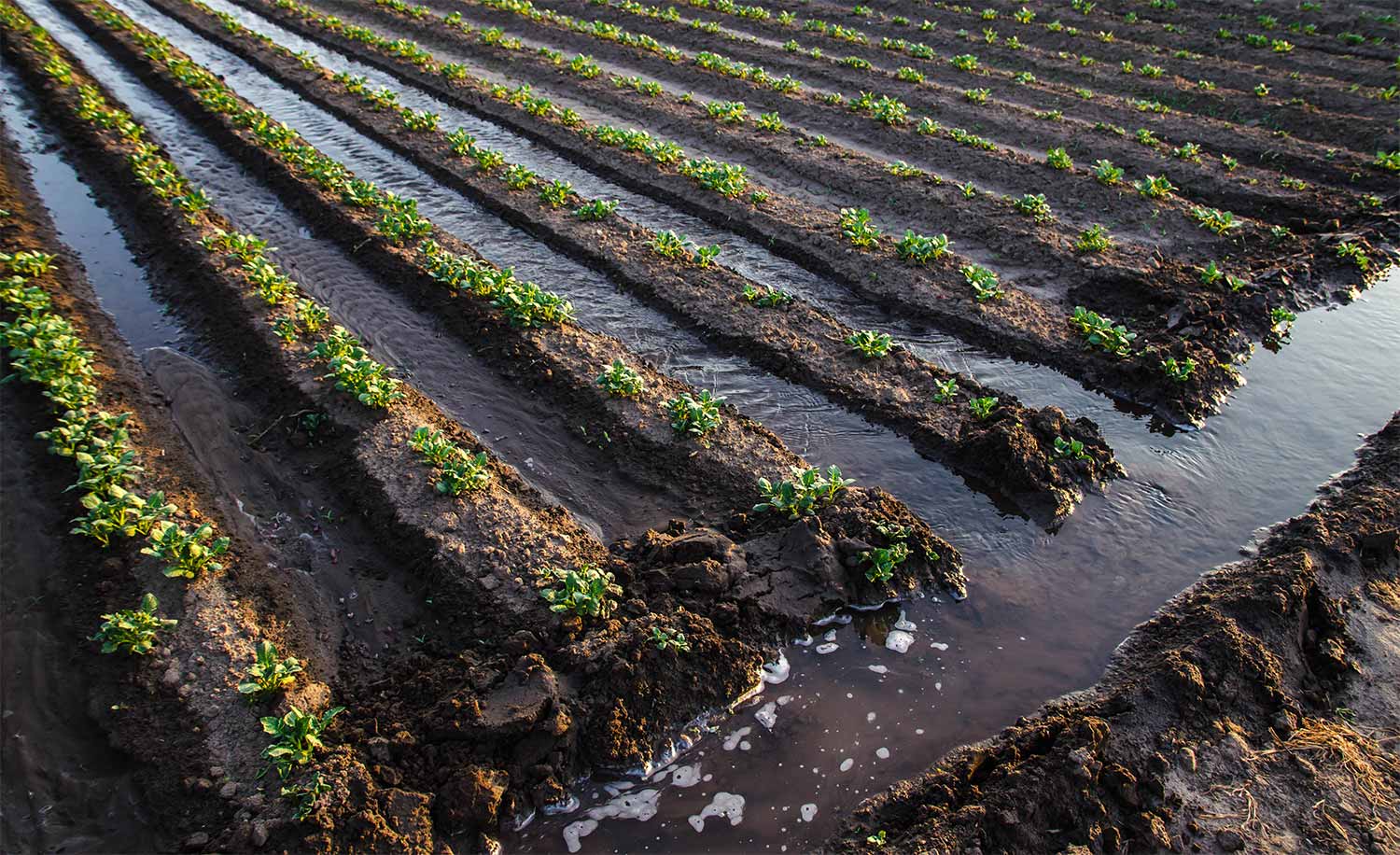 Growing Food with Clean Water