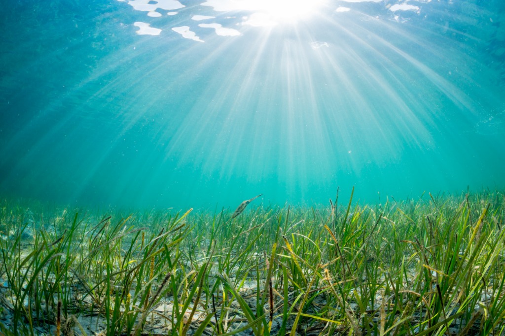 eelgrass