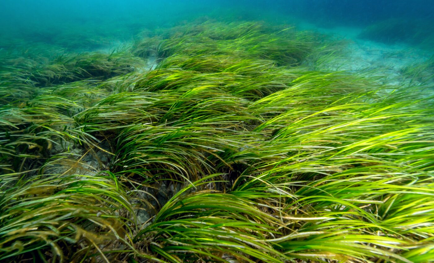 seagrass