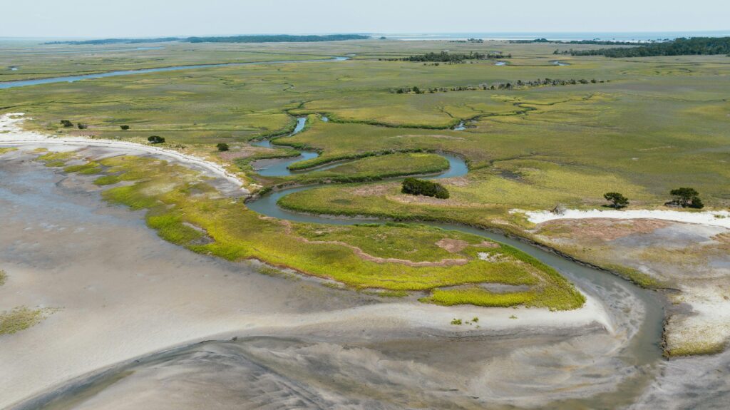 salt marshes